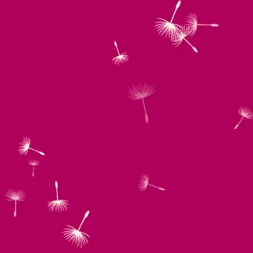 White dandelion seeds drifting across a berry-coloured section.